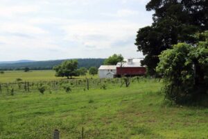 IMG 2815 WEB